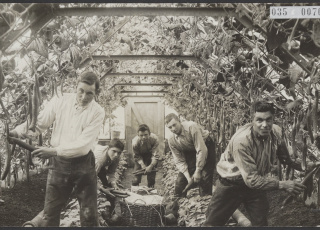 Oogsten van komkommers in een kas in het Westland, 1925, Petrus van Tol, Fotocollectie Elsevier