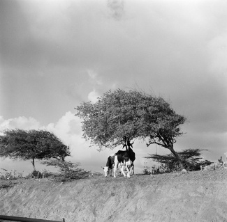 Koeien onder een watapana-boom op Curaçao, 1947 - Willem van de Poll